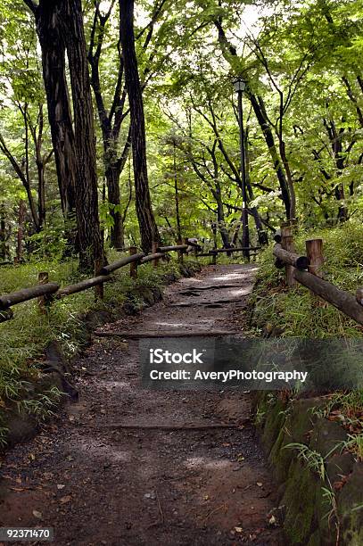 Percorso Foresta - Fotografie stock e altre immagini di Albero - Albero, Ambientazione esterna, Ambientazione tranquilla