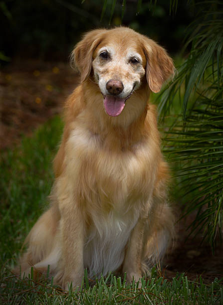 istock Beautiful Female Golden Retriever Smiling for Camera 92371623