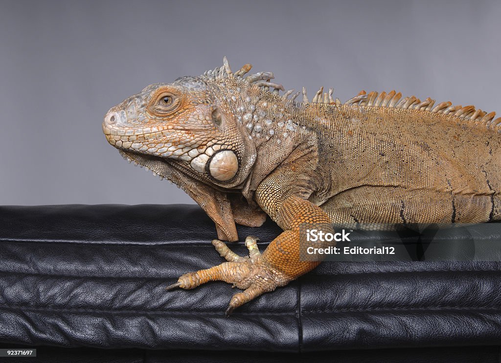 Great BIG lizard or Iguana to be precise  Animals Hunting Stock Photo