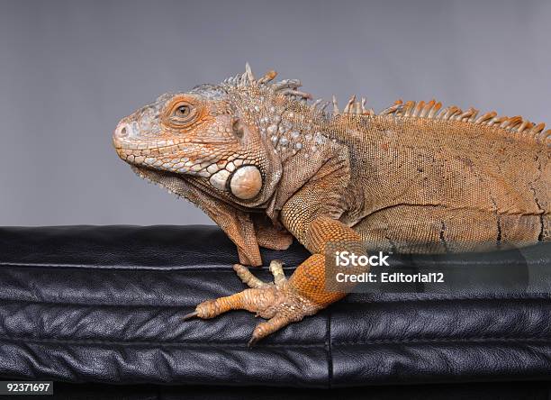 Great Big Lizard Or Iguana To Be Precise Stock Photo - Download Image Now - Animals Hunting, Awe, Bizarre