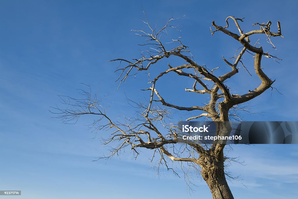 Tree on blue sky  Agricultural Field Stock Photo