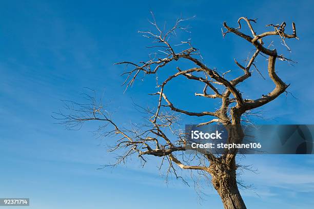 Tree On Blue Sky Stock Photo - Download Image Now - Agricultural Field, Backgrounds, Bare Tree