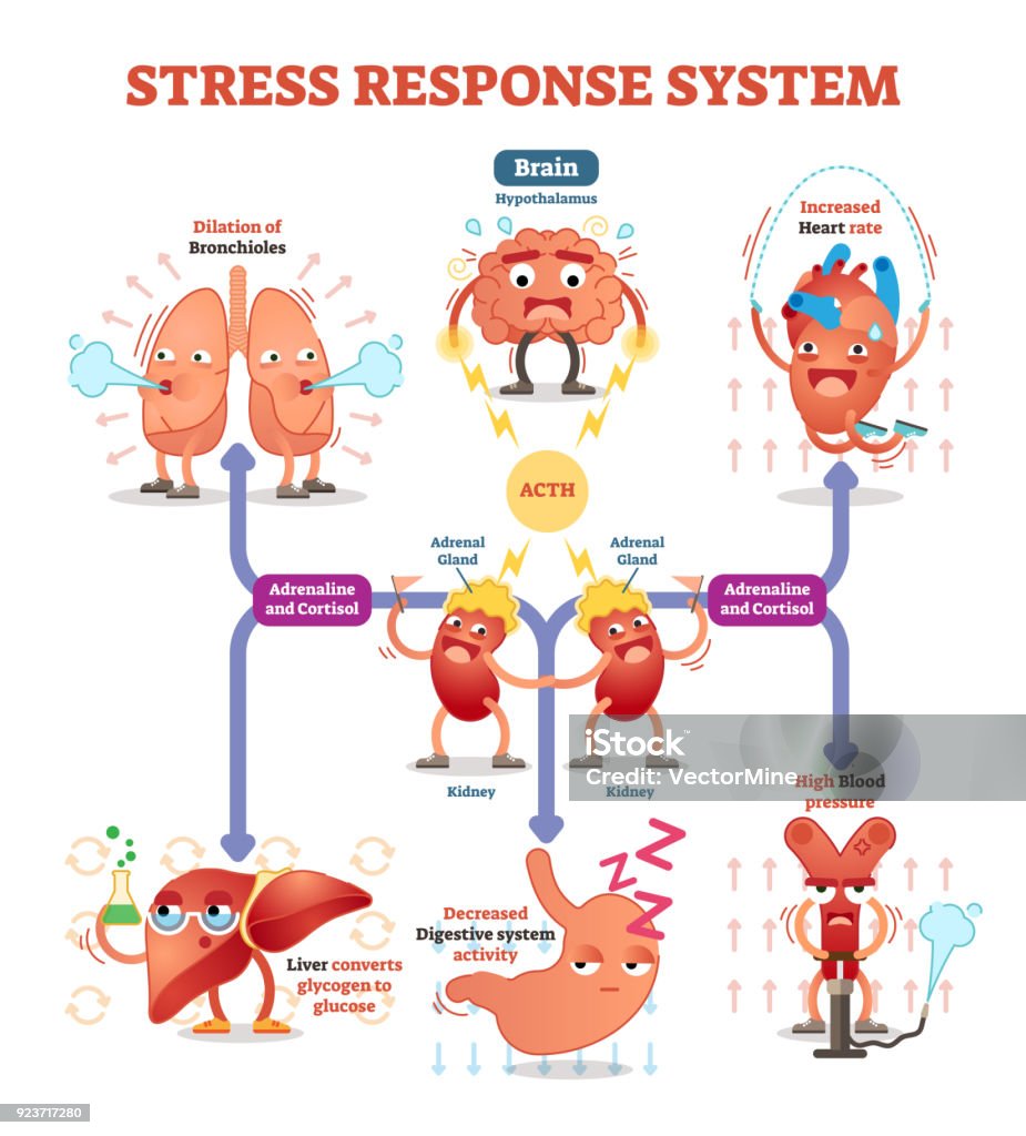 Stress response system vector illustration diagram, nerve impulses scheme. Stress response system vector illustration diagram, nerve impulses scheme. Educational medical information. Expressive cartoon characters. Emotional Stress stock vector