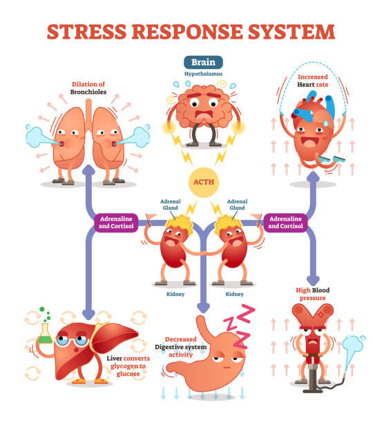 Stress response system vector illustration diagram, nerve impulses scheme. Stress response system vector illustration diagram, nerve impulses scheme. Educational medical information. Expressive cartoon characters. glycogen stock illustrations