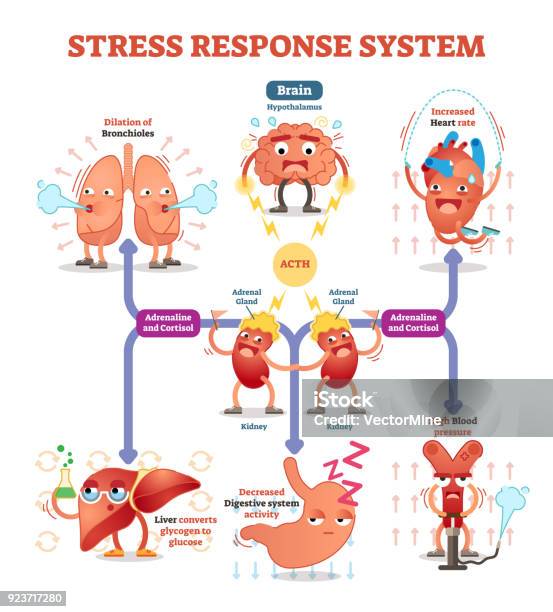 Stress Response System Vector Illustration Diagram Nerve Impulses Scheme Stock Illustration - Download Image Now