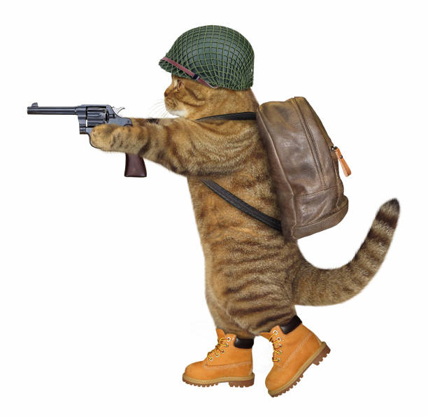 istock Cat soldier with a revolver 923718138