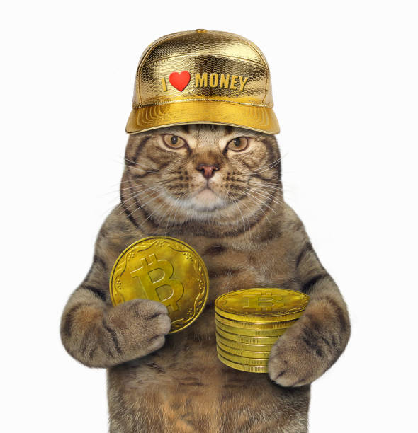 Cat with a pile of bitcoins The cat in a gold baseball cap holds a pile of bitcoins. White background. money cat stock pictures, royalty-free photos & images