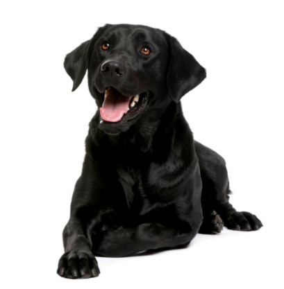 Black and Gold colored labrador doğa waiting outside in glasgow scotland england uk