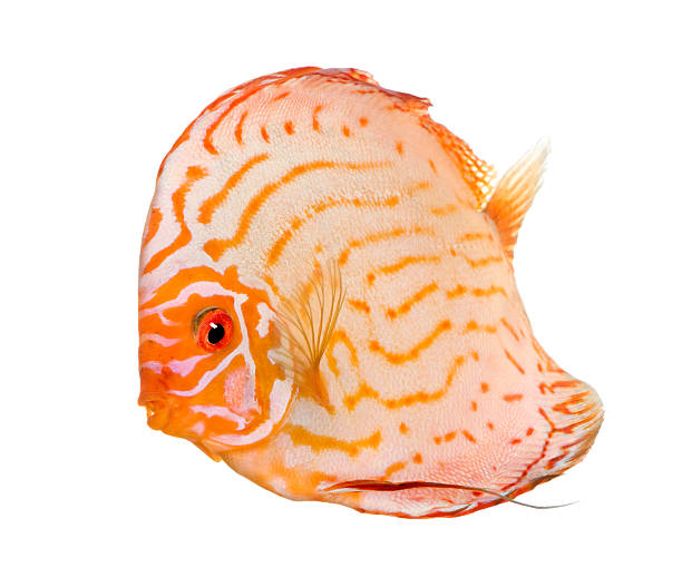 istock Pigeon Blood Discus (fish) - Symphysodon aequifasciatus 92372076