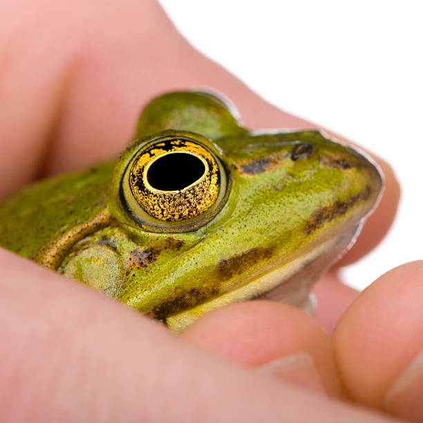 istock Edible Frog in a hand- Rana esculenta 92372080