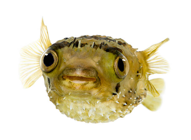 Long-spine porcupinefish also know as spiny balloonfish - Diodon  balloonfish stock pictures, royalty-free photos & images
