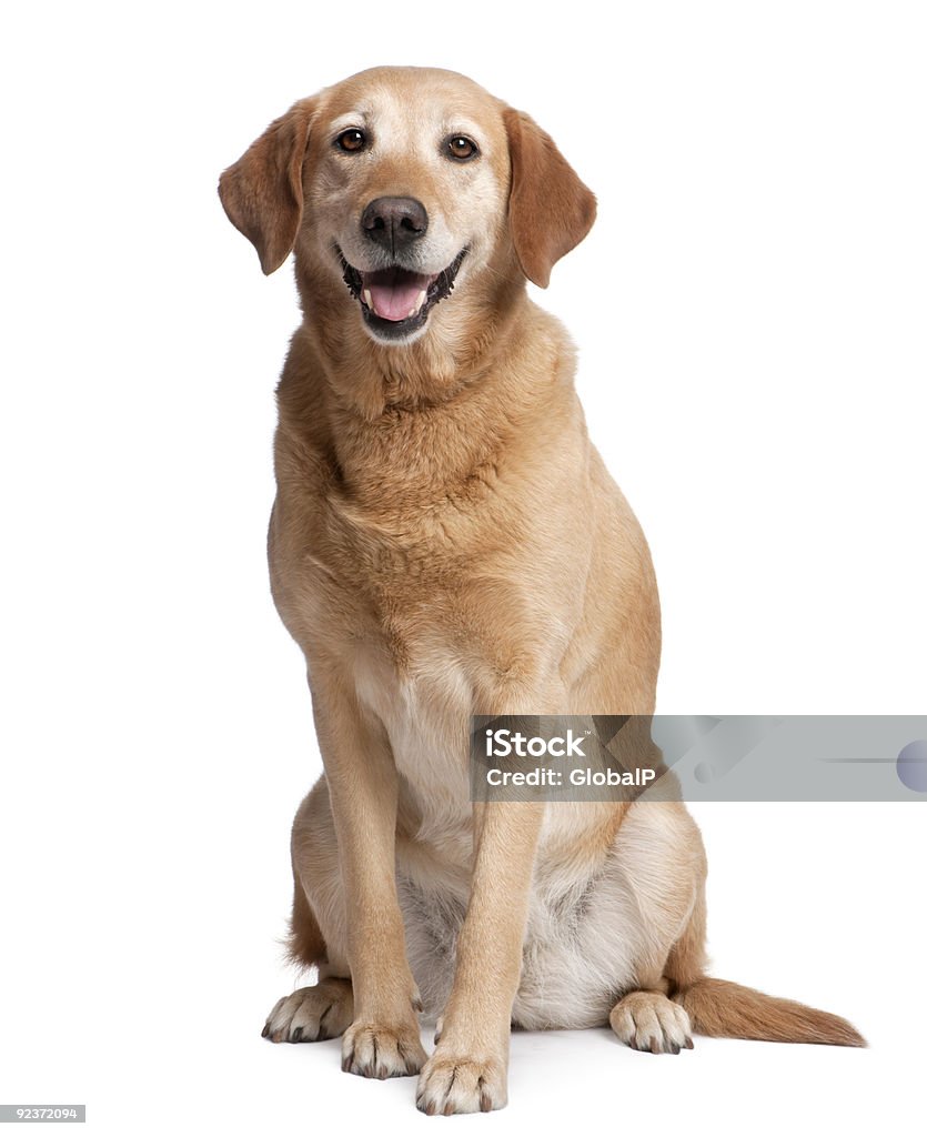 Labrador Haleter - Photo de Retriever du Labrador libre de droits