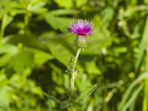 istock Blooming Thistle, Carduus, flowers and buds on stem macro with bokeh background, selective focus, shallow DOF 923721440