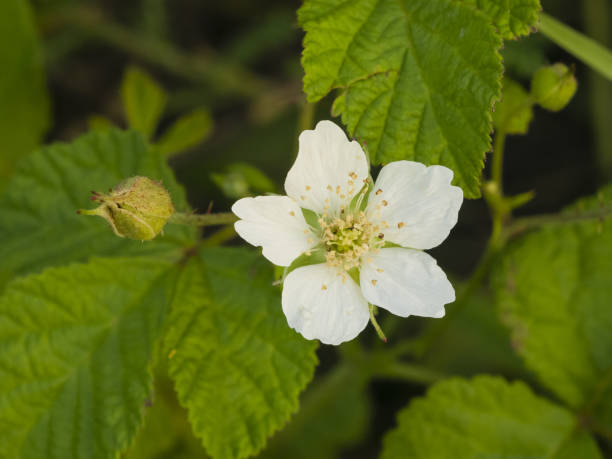 istock Flower on small bush Blackberry, Rubus, close-up, selective focus, shallow DOF 923721878