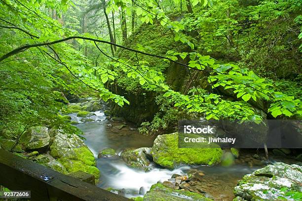Foto de O Roaring Fork Creek Primavera e mais fotos de stock de Parque Nacional das Great Smoky Mountains - Parque Nacional das Great Smoky Mountains, Primavera - Estação do ano, Appalachia