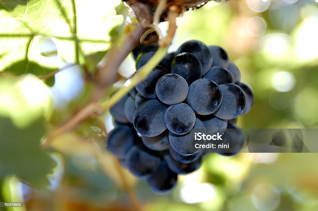 Vivacious Shiraz  Vine - Plant Stock Photo