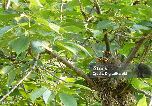 Birds In Nest Stock Photo - Download Image Now - Animal, Beak, Bird