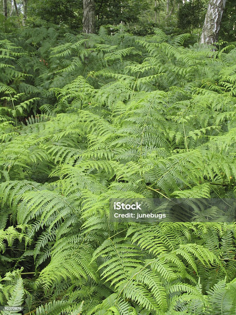 Helecho bosque - Foto de stock de Alimento conservado libre de derechos