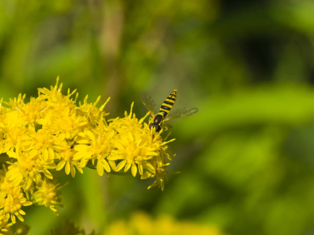 istock Fly on goldenrod, solidago, flower, close-up with bokeh background, selective focus, shallow DOF 923728798