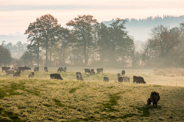 le mucche holstein rosse e nere pascolano in una fredda mattina d'autunno su un prato in svizzera - bestiame bovino di friesian foto e immagini stock