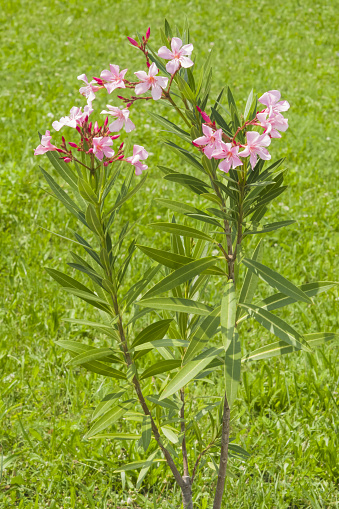 Pink flowers of Nerium Oleander on shrub, close-up with bokeh background, selective focus, shallow DOF