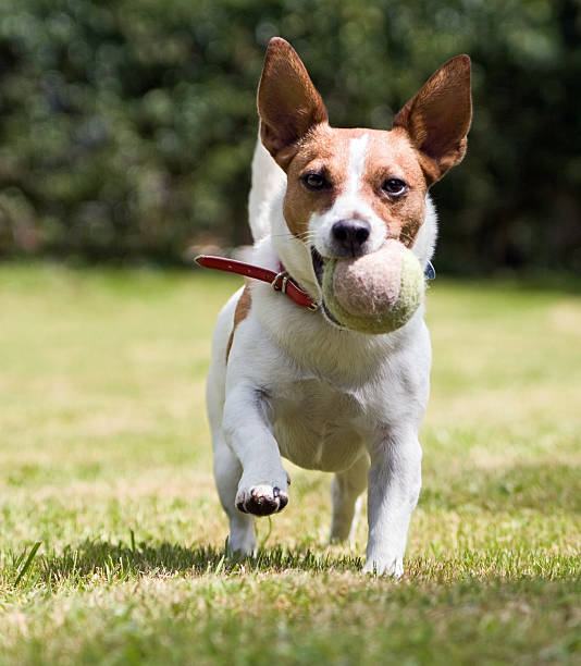 istock Jack Russell terrier dog wanting to play fetch with someone  92372961