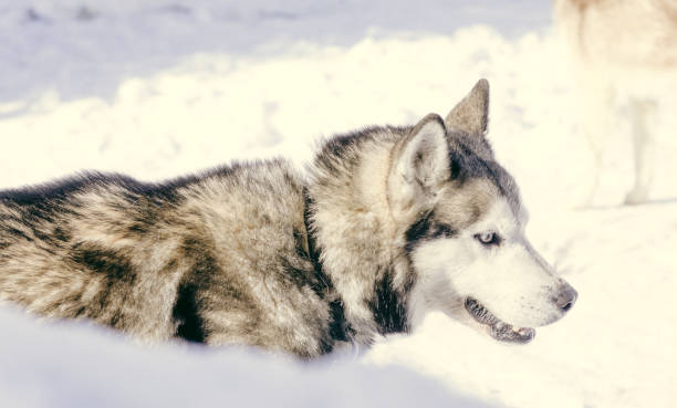 istock Siberian husky out in the snow 923729658