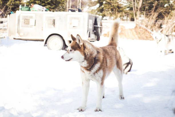 istock Siberian husky out in the snow 923729684