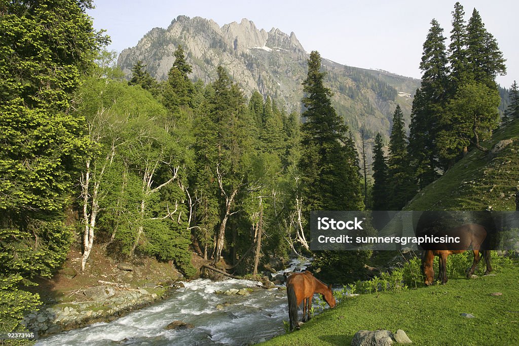 Pferde Grasen auf die Berge - Lizenzfrei Fluss Stock-Foto