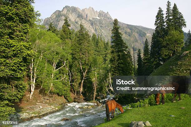 Photo libre de droit de Chevaux Paissent Dans Les Montagnes banque d'images et plus d'images libres de droit de Brouter - Brouter, Cheval, Fleuve et rivière