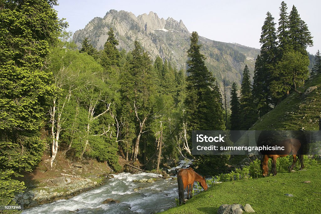 Cavalos que pastam nas montanhas - Foto de stock de Cavalo - Família do cavalo royalty-free