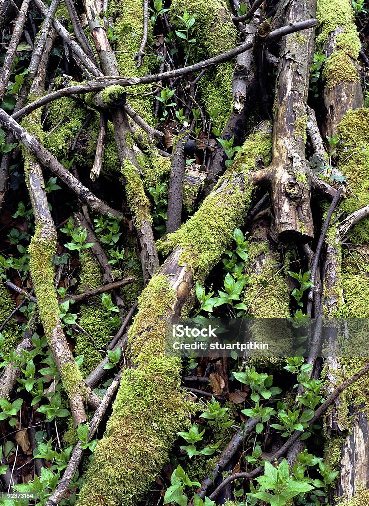 Moss überdachte Baum Zweige - Lizenzfrei Ast - Pflanzenbestandteil Stock-Foto