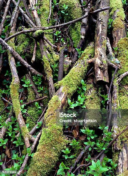 Moss Überdachte Baum Zweige Stockfoto und mehr Bilder von Ast - Pflanzenbestandteil - Ast - Pflanzenbestandteil, Baum, Blatt - Pflanzenbestandteile