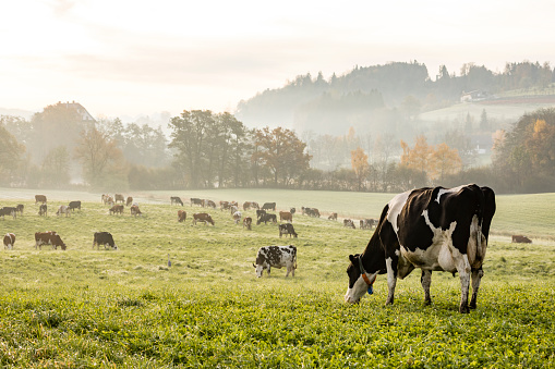 Red and black Holstein cows are grazing on a cold autumn morning on a meadow in Switzerland