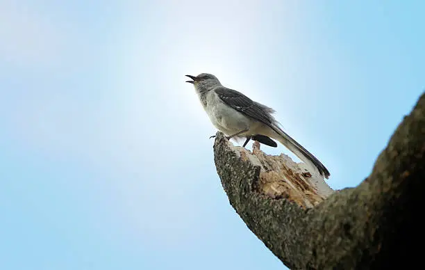 Photo of Singing Mockingbird