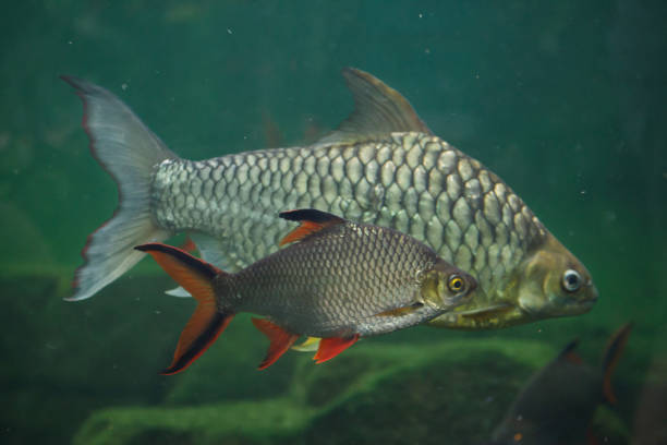 istock Tinfoil barb and the yellow eyed silver barb. 923733104