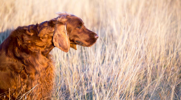 istock Beautiful dog smelling in the grass 923733108