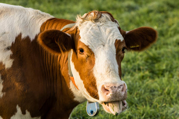 istock Red Holstein cow sticks out his tongue 923733724