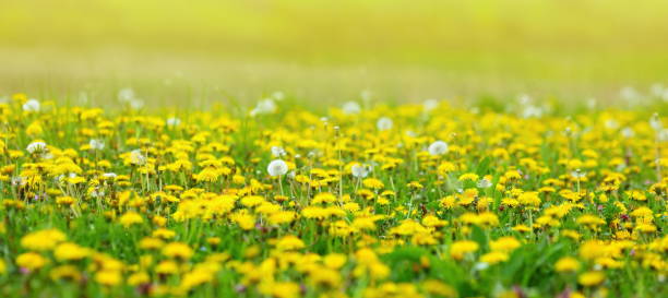 녹색 네이쳐향 - environmental conservation herb meadow sky 뉴스 사진 이미지