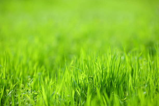 zielona trawa teksturowane tło - grass area high angle view playing field grass zdjęcia i obrazy z banku zdjęć