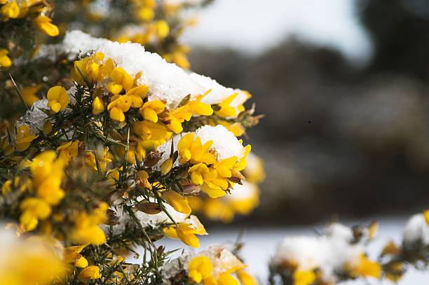 Flowers in the Snow  furze or gorse ulex europaeus stock pictures, royalty-free photos & images