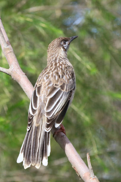 Australian wattlebird stock photo