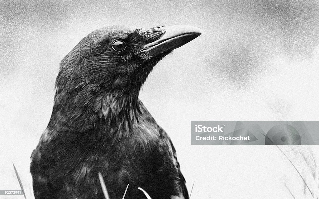 Crow (corvus corone - Photo de Animaux à l'état sauvage libre de droits