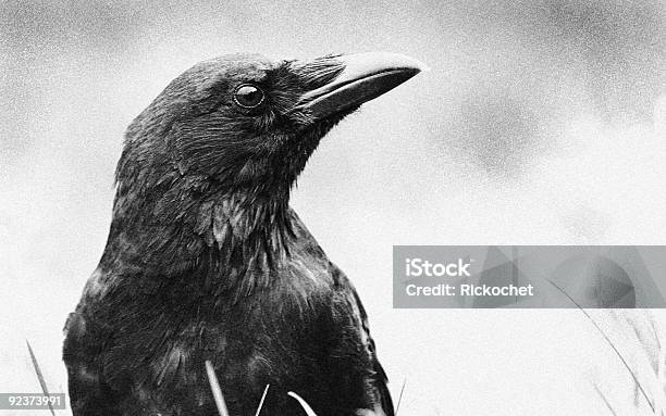 Photo libre de droit de Crow Corvus Corone banque d'images et plus d'images libres de droit de Animaux à l'état sauvage - Animaux à l'état sauvage, Bec, Blanc