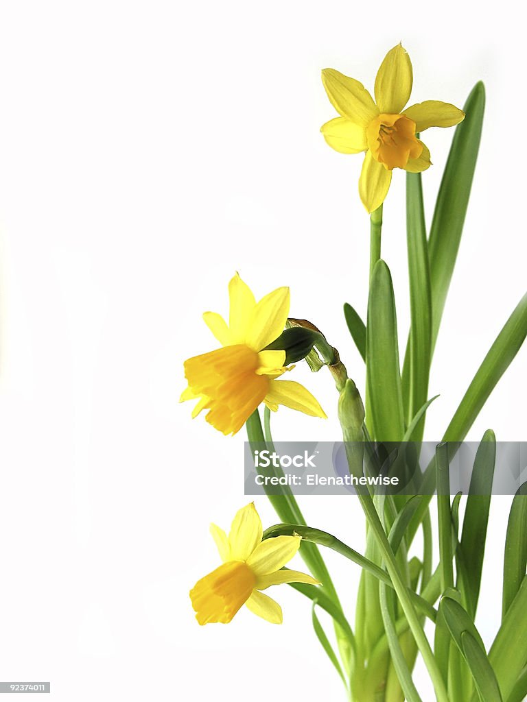 Daffodils su bianco - Foto stock royalty-free di Angolo - Descrizione