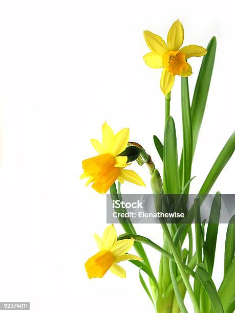 Daffodils Su Bianco - Fotografie stock e altre immagini di Angolo - Descrizione - Angolo - Descrizione, Bianco, Bocciolo