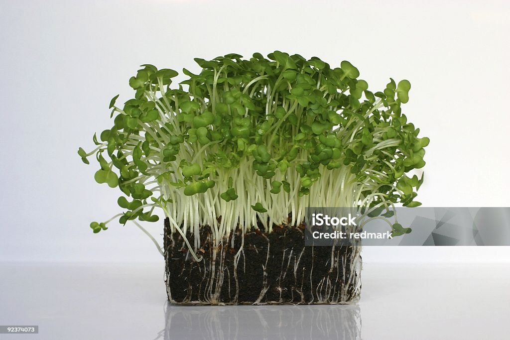 cress and mustard sprouts for garnishing salads  Agricultural Field Stock Photo