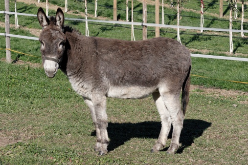 A donkey portrait isolated on natural background
