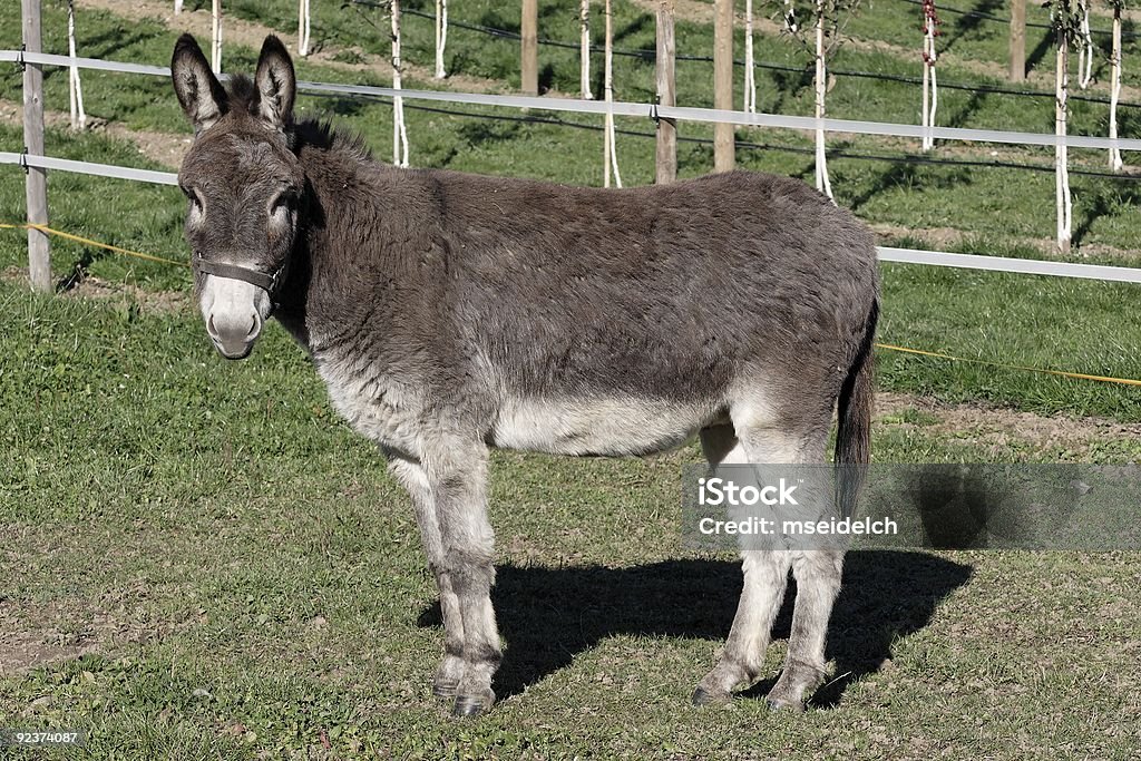 Burro - Royalty-free Mula Foto de stock