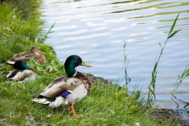 istock Duck male on lake shore 92374205